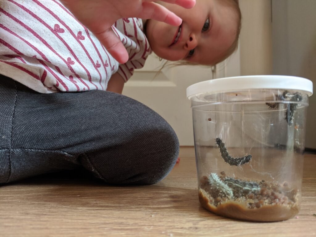 child observing painted lady caterpillars