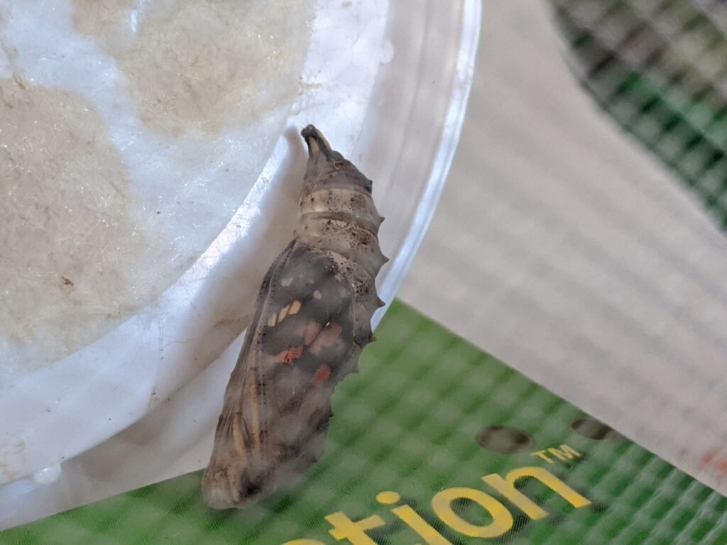 painted lady butterfly chrysalis