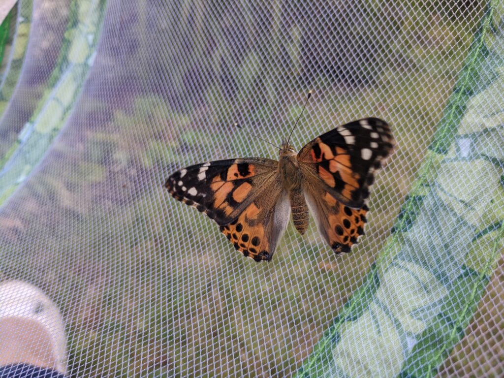 painted lady butterfly