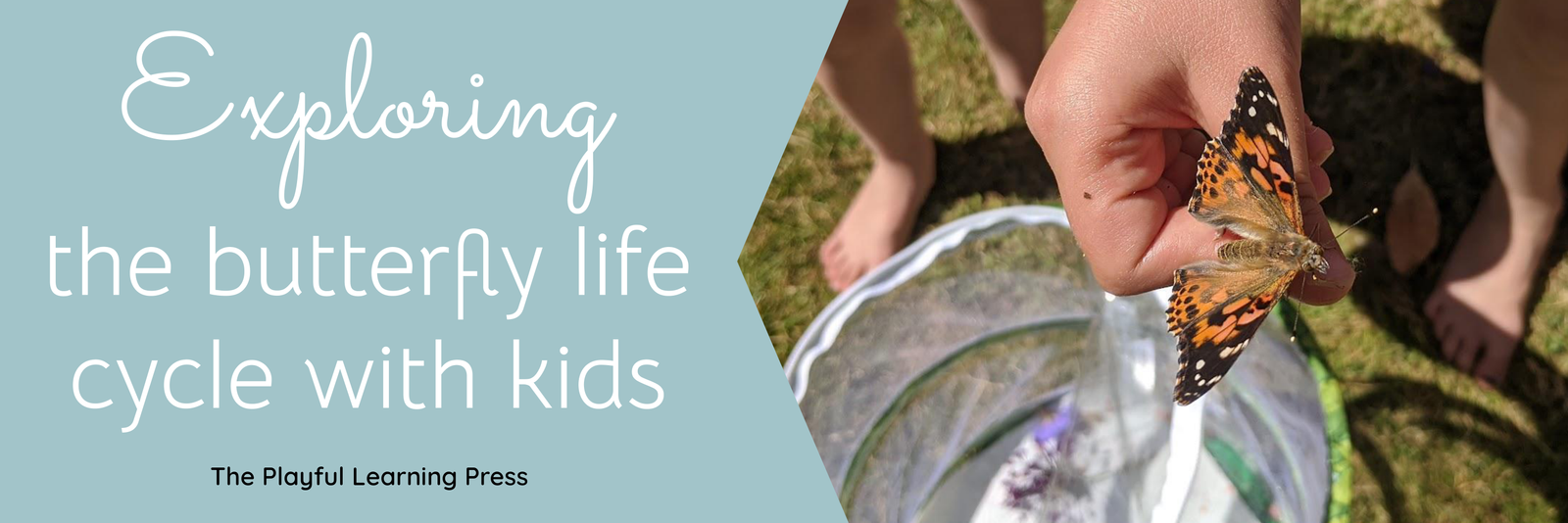 Magical metamorphosis: exploring the butterfly life cycle with kids